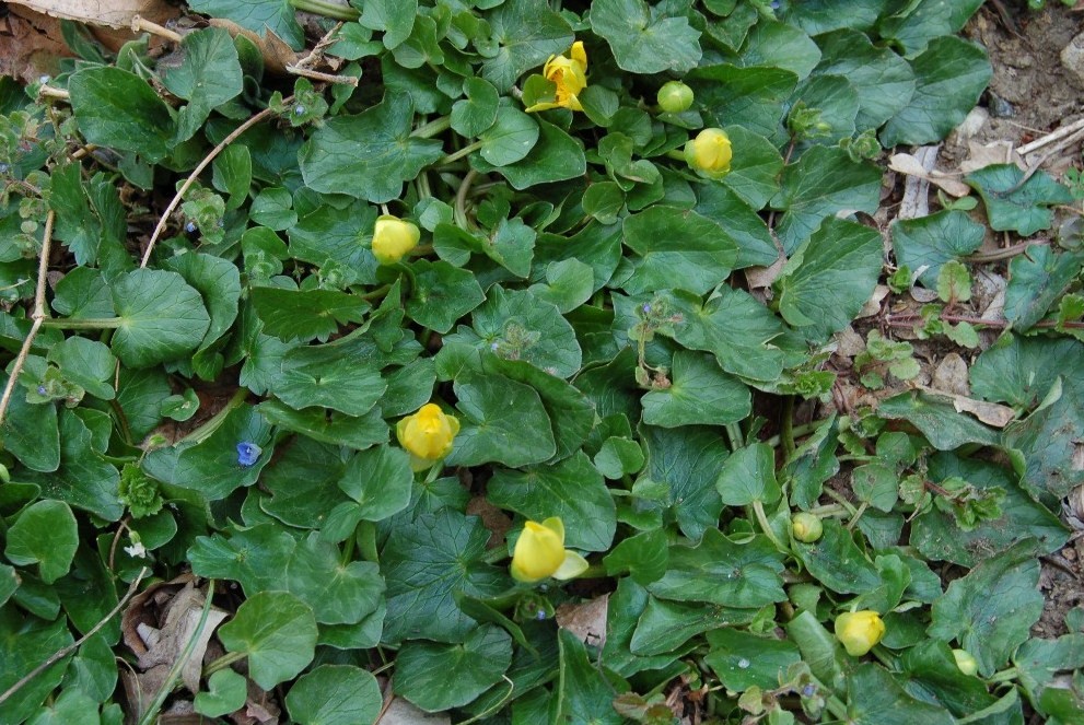 Ficaria verna (ex Ranunculus ficaria)